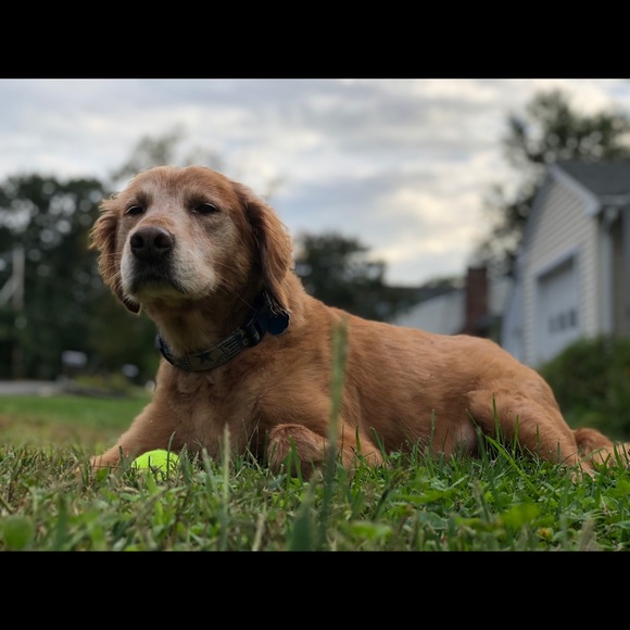 Meet your Posher, Liam - Picture 1 of 1